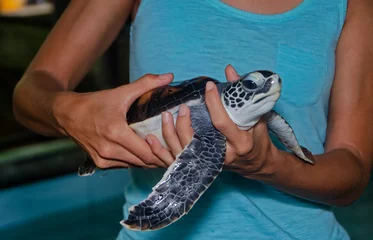 Selbstklebende Fototapeten Schildkröte Biologist holding rescued baby sea turtle in sanctuary  © nicolas