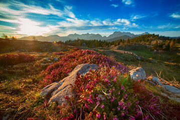 Heather flowers blooming at sunset, Velika Planina, Kamnic, Slovenia, Easter sunny landscape