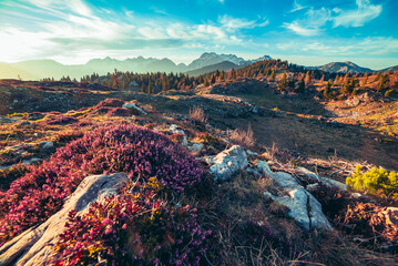 Heather flowers blooming at sunset, Velika Planina, Kamnic, Slovenia, Easter sunny landscape