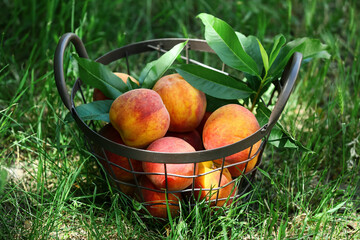 Basket with sweet ripe peaches on green grass outdoors