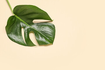 Tropical monstera leaf on beige background