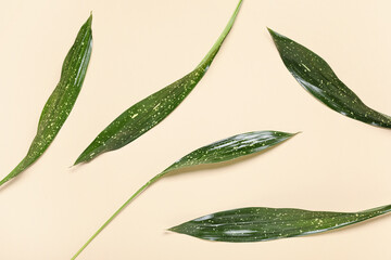 Green tropical leaves on beige background