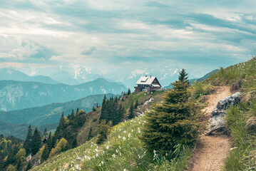 Mountain landscape with daffodil narcissus flowers and shelter house on Golica, Slovenia, at spring
