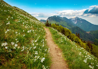 Beautiful mountain landscape with white daffodil narcissus flowers on Golica, Slovenia, at spring