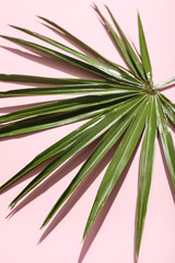 Tropical palm leaf on pink background, closeup