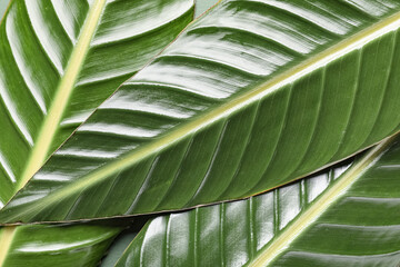 Green tropical leaves on color background, closeup