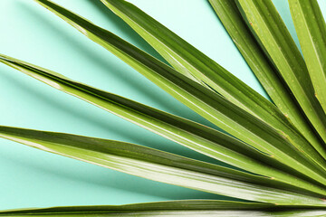 Tropical palm leaf on turquoise background, closeup