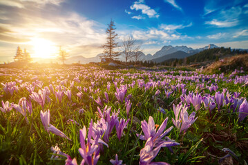Spring crocus flowers in the green grass, Velika Planina, Kamnic, Slovenia, Easter sunny landscape