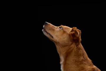 A dog in profile looks upward under studio lighting. The fur and ears are well-defined against the...