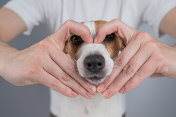 The owner makes a heart sign with her fingers near the face of her Jack Russell Terrier dog. 