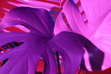 Neon tropical monstera and palm leaves on pink background, closeup