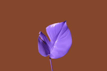 Neon tropical monstera leaf on brown background