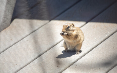 Ground squirrel/prairie dog chewing food on decking of a house
