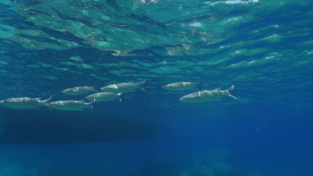 grey mullet scenery underwater mediterranean sea looking for food underwater