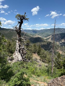 The 1500 year old Jardine Juniper near Logan, Utah