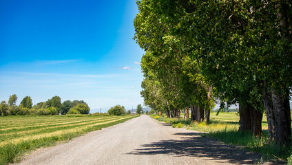 Idaho landscape road and trees to infinity, meditative