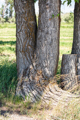 Old twin tree in the forest closeup bark
