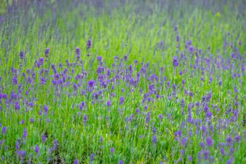 Lavendel, Lavendelfeld