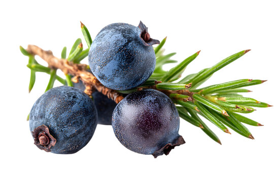 Close up of juniper berries with green needles on a black background view