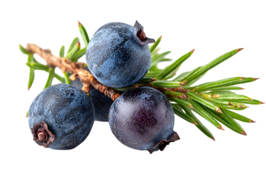Close up of juniper berries with green needles on a black background view