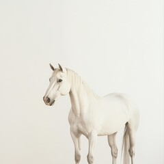 Fototapeta premium White horse on a light background