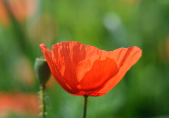 Blurred red poppy flower from the side on a green background