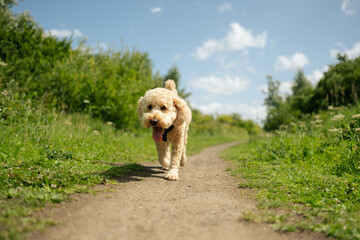 Golden Cockapoo Dog Walking on a outdoor trail in sunny weather
