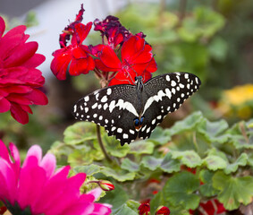 Zitronenfalter (Papilio demoleus)