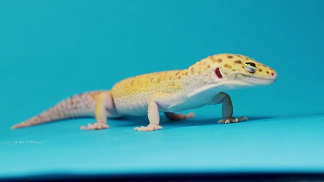 The Beauty of a Reptile, A Brooding Eublefar on a Blue Background