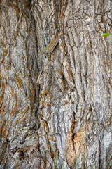 Birch bark texture close up tree