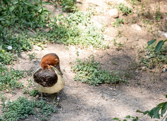 Duck on the grass in Utah