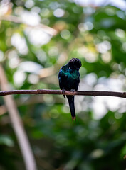 Metallic starling (Aplonis metallica) cleaning itself on a branch 