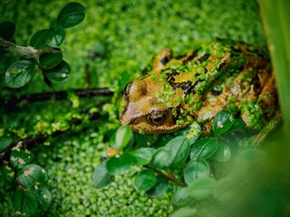 Frog in a garden pond