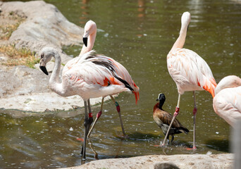 Flamingo in the zoo with ducks