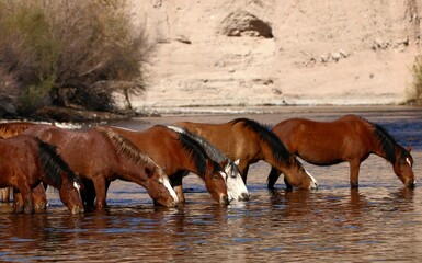 Salt River Wild Horses