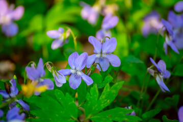 Viola reichenbachiana. Common Violet. Small purple flowers in forest at early spring