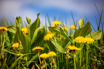 Dandelion flower meadow with blue sky, spring background