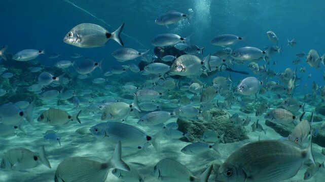 scuba divers exploring reefs around  sea bream fish underwater mediterranean scenery