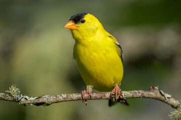 Close-up of American Goldfinch songbird yellow bird 