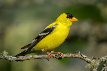 Close-up of American Goldfinch songbird yellow bird 