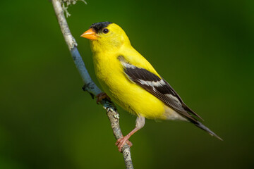 Close-up of American Goldfinch songbird yellow bird 