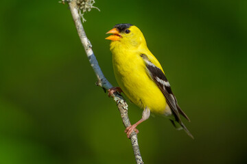 Close-up of American Goldfinch songbird yellow bird singing