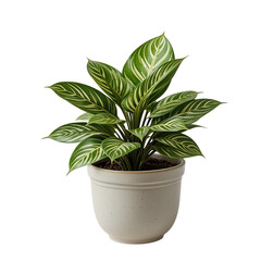 Vibrant Green Calathea Ornata Houseplant in Speckled Pot Lush Tropical Foliage Indoor Plant