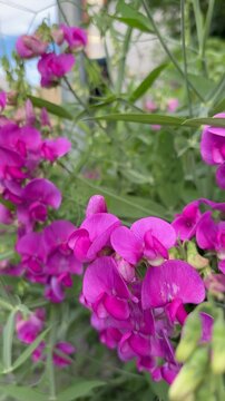Slide shot of vivid pink sweet peas in full bloom