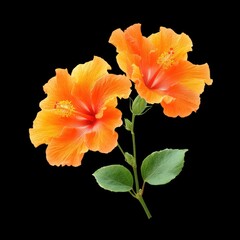 Vibrant Orange Hibiscus Flowers Blooming Against a Black Background