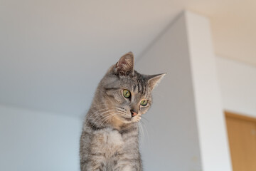 高い所でくつろぐ可愛い猫　サバトラ猫	