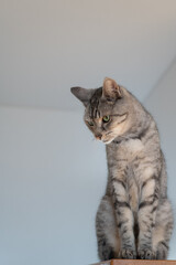 高い所でくつろぐ可愛い猫　サバトラ猫	