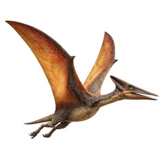 Pterodactyl isolated on transparent background