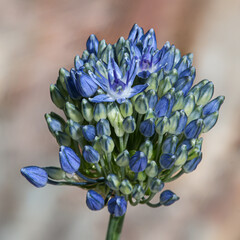 Agapanthus, Delft lily. Stunning blue buds ready to burst open.