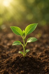 Fototapeta premium Young green plant sprouting in sunlit soil